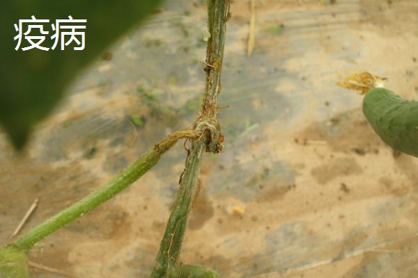 黄瓜常见的病害，不同病害的防治方法不同
