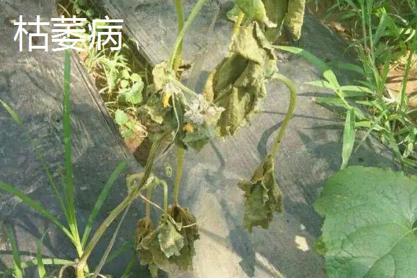 黄瓜常见的病害，不同病害的防治方法不同