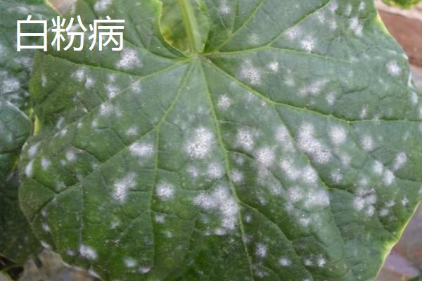黄瓜常见的病害，不同病害的防治方法不同