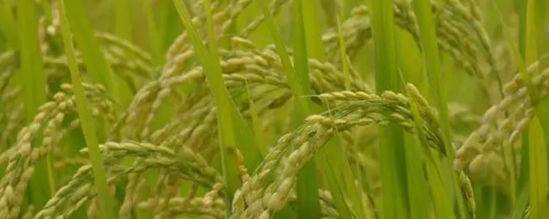 水稻烂秧的主要类型