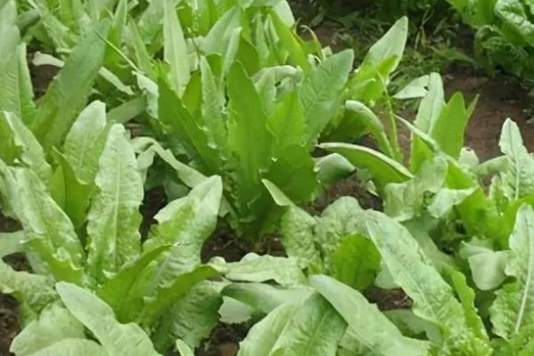 叶菜类蔬菜的施肥技术，因菜类施肥
