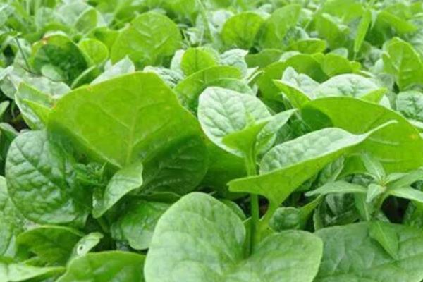 叶菜类蔬菜的施肥技术，因菜类施肥