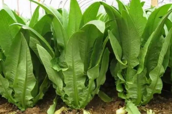 叶菜类蔬菜的施肥技术，因菜类施肥