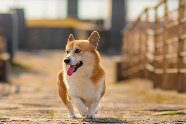 狗狗一只脚不敢落地是怎么回事，可能是长期缺钙导致