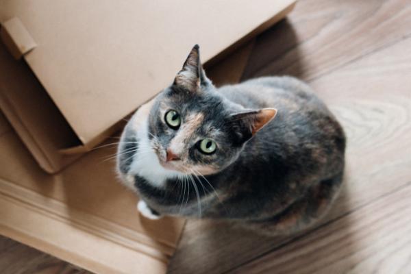 猫吃纸箱有没有事，可能是异食癖