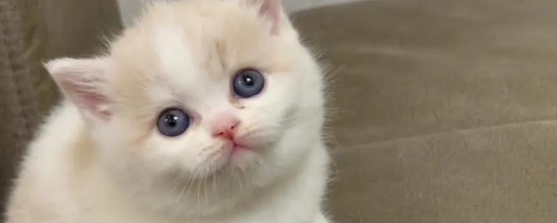 猫患有观水症如何处理