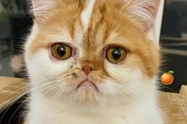 猫患有观水症如何处理，需前往宠物医院进行诊治