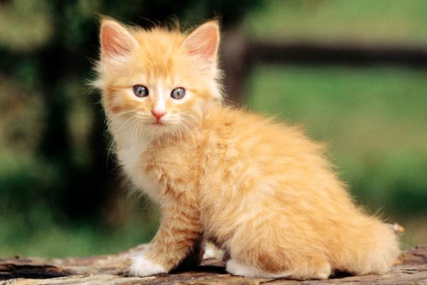 猫患有观水症如何处理，需前往宠物医院进行诊治