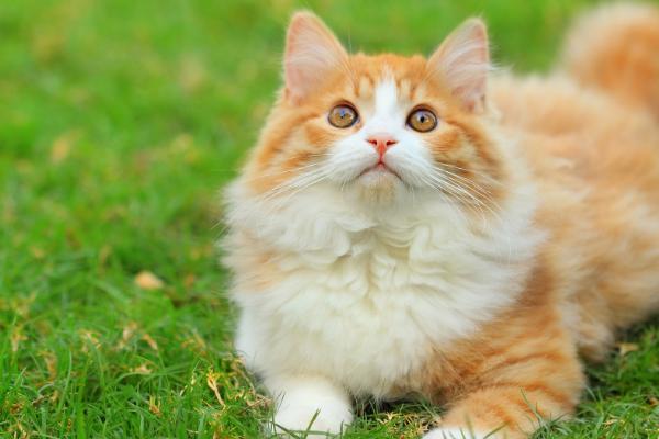 猫患有观水症如何处理，需前往宠物医院进行诊治