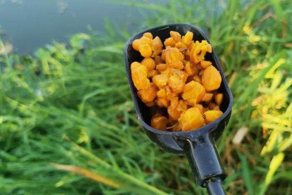 玉米能钓鲤鱼吗，玉米颗粒和玉米粉末都能钓
