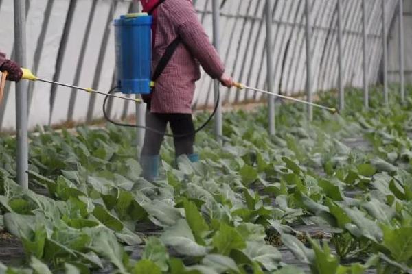 乐果农药打菜几天能吃，至少要等待一周