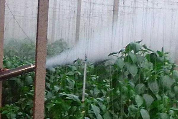 乐果农药打菜几天能吃，至少要等待一周