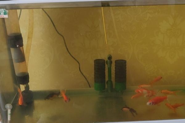 鱼缸如何正确换水，自来水要困水处理后才能注入