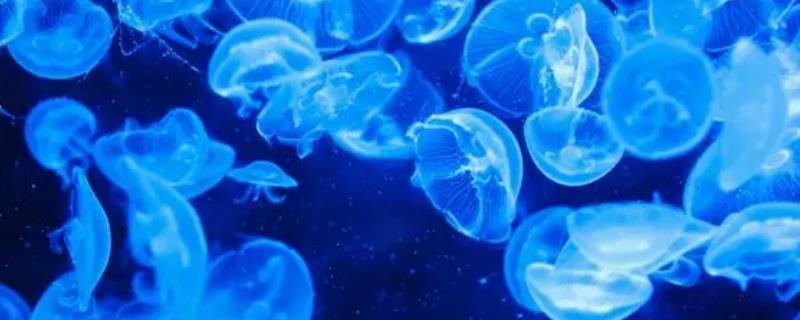 水母会睡觉吗