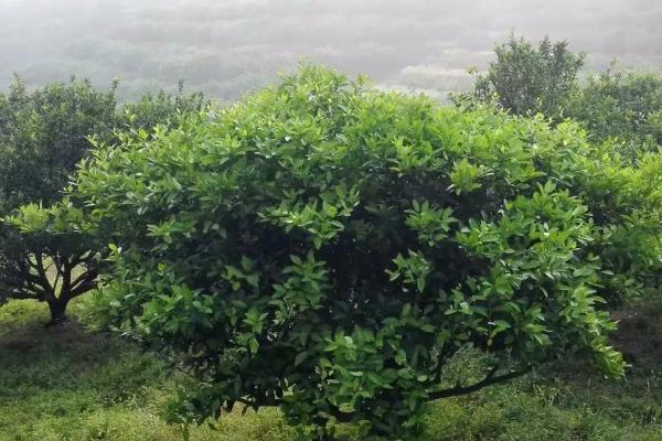 桔园施肥方法，不同方法适用于不同树龄