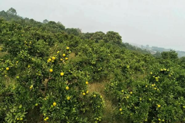 桔园施肥方法，不同方法适用于不同树龄