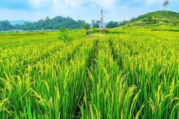 为什么要晒水稻田，晒田可以改善土壤环境、减轻病虫害的发生