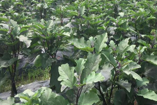 茄子的种植方法，春茄和秋茄的适播期不同