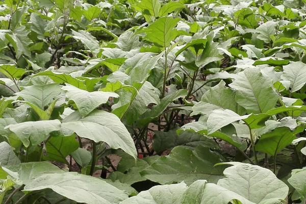 茄子的种植方法，春茄和秋茄的适播期不同