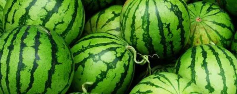 盛兰西瓜怎么种植