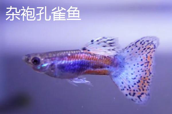 杂袍孔雀鱼和纯种孔雀鱼的区别，基因不同