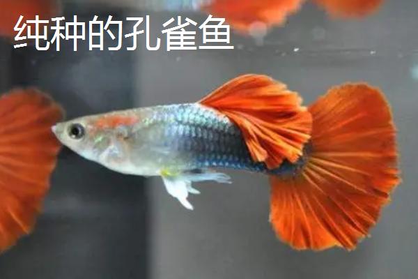 杂袍孔雀鱼和纯种孔雀鱼的区别，基因不同