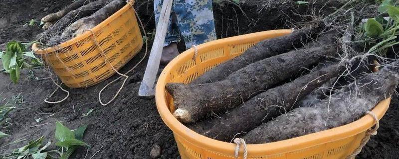 糯米薯的收获时间