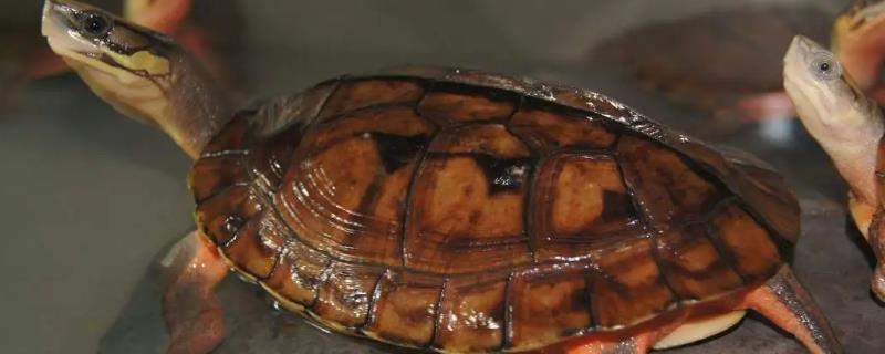 金钱龟一年可以长多大
