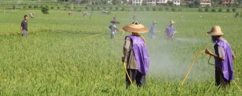 不同剂型的农药如何使用