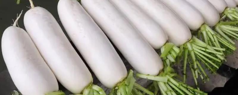 萝卜多久能长大