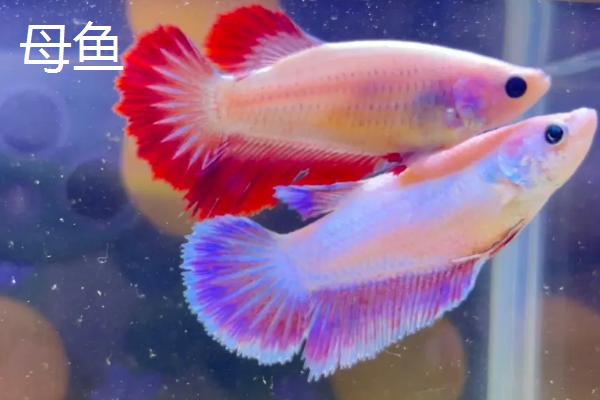 母鱼追公鱼怎么回事，可能是繁殖期到了