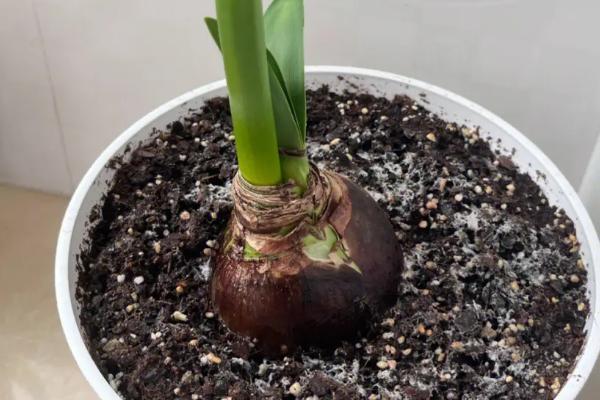 朱顶红盆栽技术，种下后要露出球根