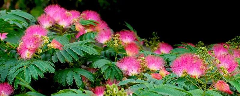 田间的合欢花怎么管理