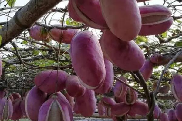 木通亩产多少斤，林地种植一般亩产1000-1500kg