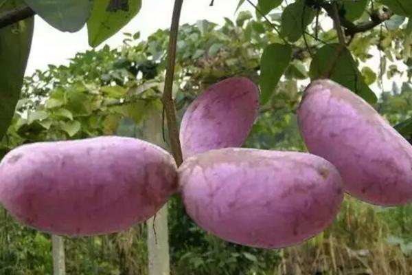 木通亩产多少斤，林地种植一般亩产1000-1500kg