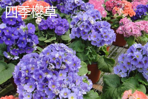 报春花的种类，包括四季樱草、藏报春、西洋报春等品种