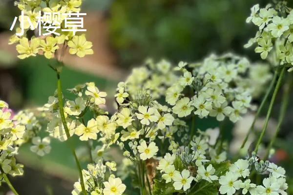 报春花的种类，包括四季樱草、藏报春、西洋报春等品种
