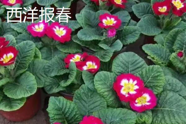 报春花的种类，包括四季樱草、藏报春、西洋报春等品种