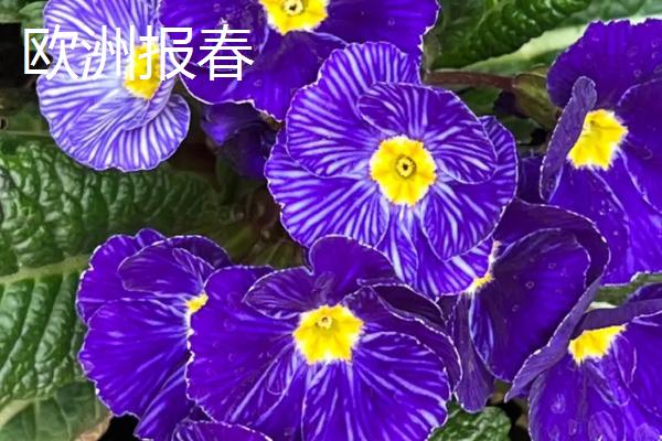 报春花的种类，包括四季樱草、藏报春、西洋报春等品种