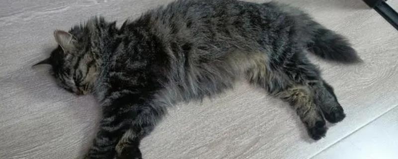 猫传腹并发症有哪些