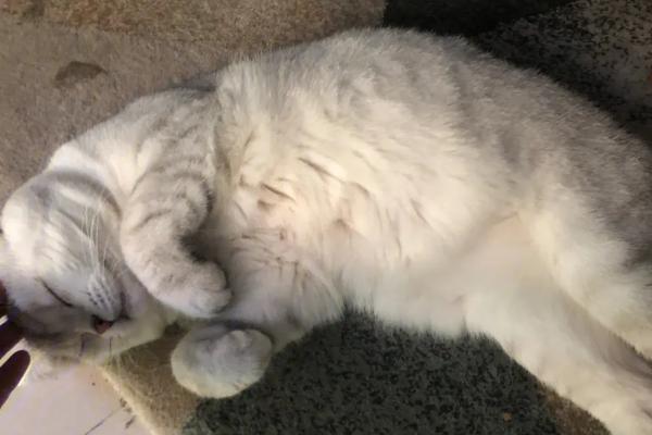 猫传腹并发症有哪些，内脏疾病有肝脏损伤、胰腺炎等