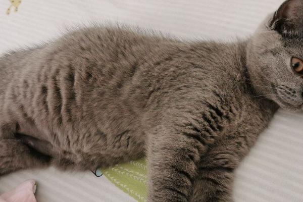 猫传腹并发症有哪些，内脏疾病有肝脏损伤、胰腺炎等