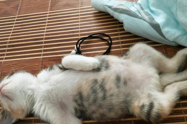 猫传腹并发症有哪些，内脏疾病有肝脏损伤、胰腺炎等