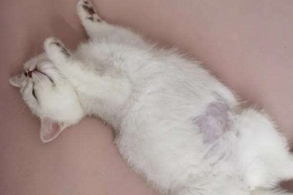 猫传腹并发症有哪些，内脏疾病有肝脏损伤、胰腺炎等