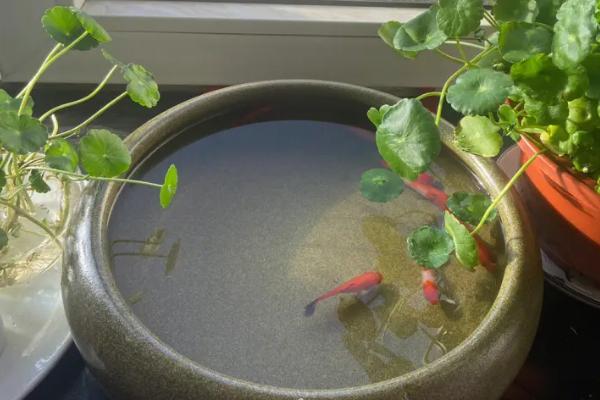 怎么治疗鱼烂身病，首先要停食