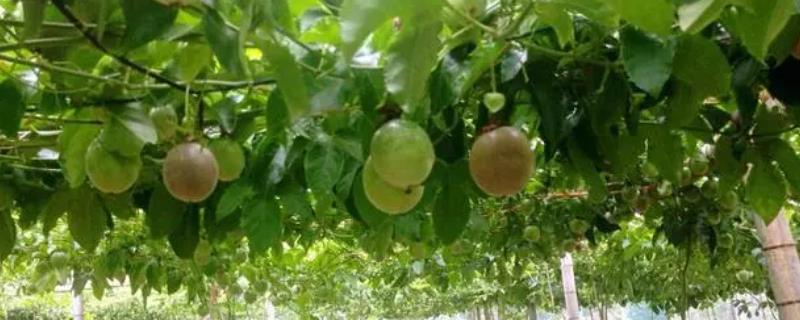 百香果的种植方法