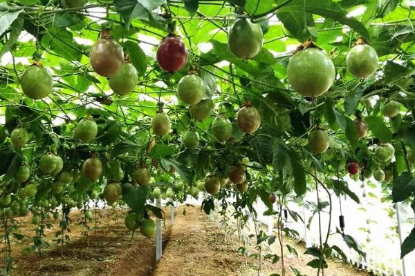 百香果的种植方法，选择阴天或者雨后晴天定植