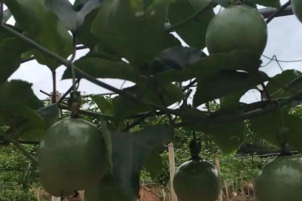 百香果的种植方法，选择阴天或者雨后晴天定植