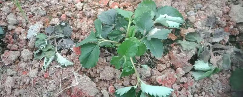 草莓苗蔫了还能活吗