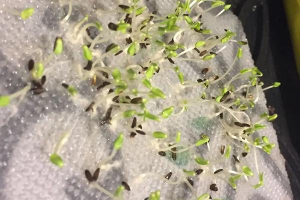 莴笋的种植技术，种植前先对种子进行催芽